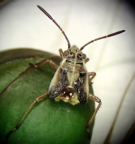 Réf. 359 806 : Liorhyssus hyalinus